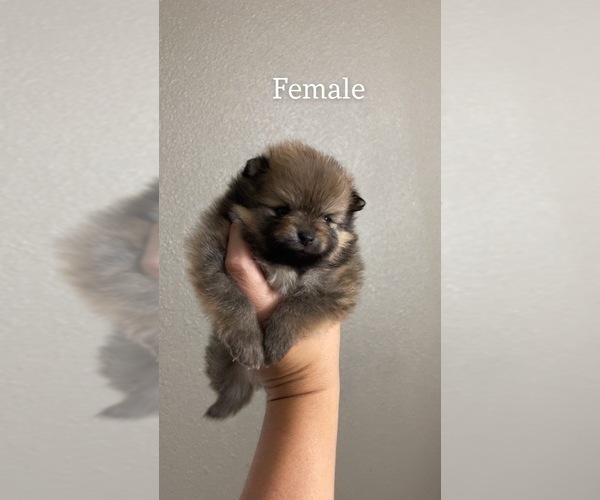 Medium Photo #1 Pomeranian Puppy For Sale in SACRAMENTO, CA, USA