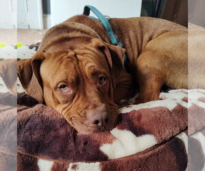 American Bulldog-American Staffordshire Terrier Mix Dogs for adoption in Minneapolis, MN, USA