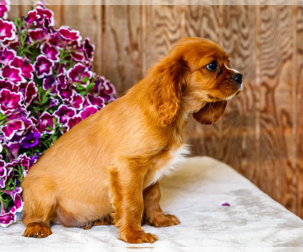 Medium Photo #3 Cavalier King Charles Spaniel Puppy For Sale in WAKARUSA, IN, USA