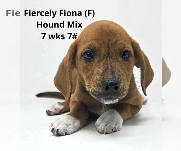 Medium Photo #3 Mutt Puppy For Sale in pomfret, CT, USA