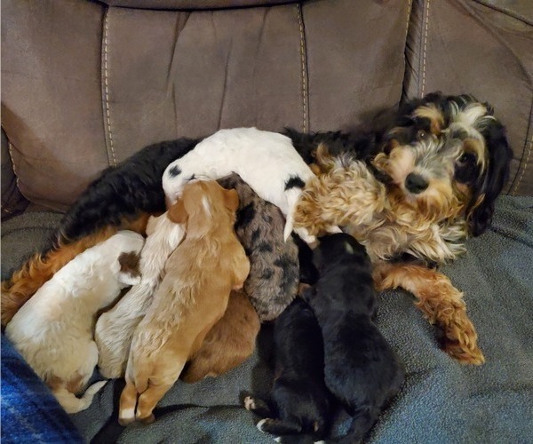 Medium Photo #9 Bernedoodle (Miniature) Puppy For Sale in LEETONIA, OH, USA