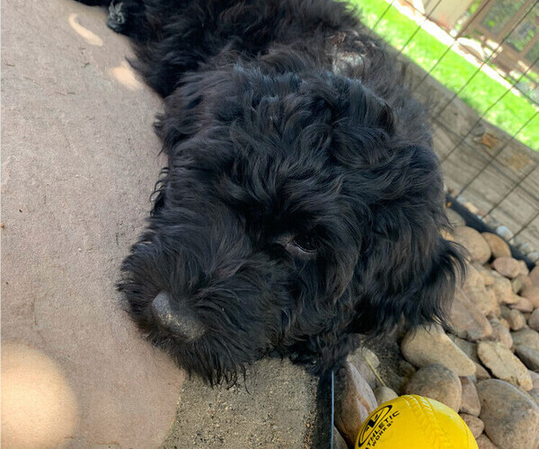 Medium Photo #4 Portuguese Water Dog Puppy For Sale in COLORADO SPRINGS, CO, USA