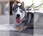 Small Photo #3 Siberian Husky Puppy For Sale in Cumming, GA, USA