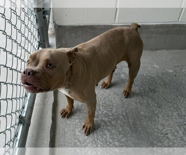 Medium Photo #1 American Pit Bull Terrier Puppy For Sale in Ocala, FL, USA