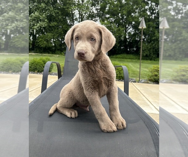 Medium Photo #5 Labrador Retriever Puppy For Sale in FRANKLIN, IN, USA