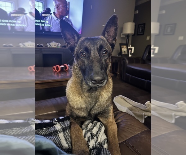 Medium Photo #4 Belgian Malinois Puppy For Sale in ATHENS, AL, USA