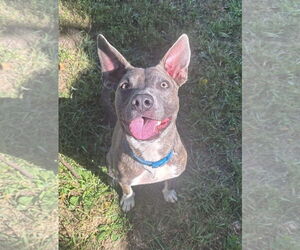 American Pit Bull Terrier-Chihuahua Mix Dogs for adoption in Germantown, OH, USA