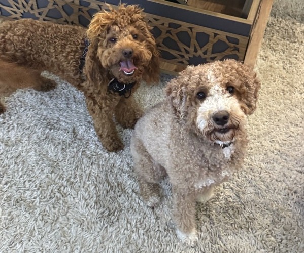 Medium Photo #1 Goldendoodle (Miniature) Puppy For Sale in APTOS, CA, USA