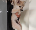 Small Photo #103 Pomsky Puppy For Sale in LOVELAND, CO, USA