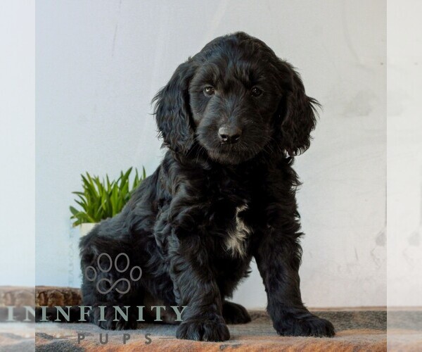 Medium Photo #3 Goldendoodle (Miniature) Puppy For Sale in LITITZ, PA, USA