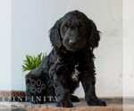 Small #2 Goldendoodle (Miniature)