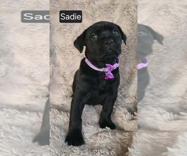 Medium Photo #4 Cane Corso Puppy For Sale in MINERAL WELLS, WV, USA