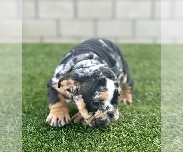 Medium Photo #4 English Bulldog Puppy For Sale in ORLANDO, FL, USA