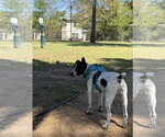 Small #1 Jack Russell Terrier Mix