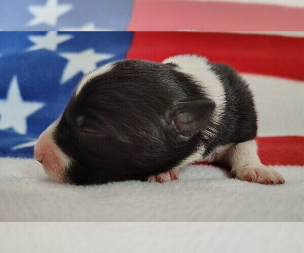 Medium Photo #39 Border Collie Puppy For Sale in NORBORNE, MO, USA