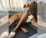 Small #28 American Pit Bull Terrier Mix