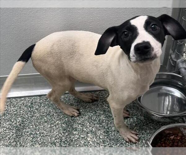 Medium Photo #1 Treeing Walker Coonhound-Unknown Mix Puppy For Sale in Salisbury, NC, USA