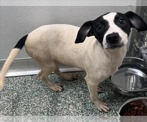 Treeing Walker Coonhound-Unknown Mix Dogs for adoption in Salisbury, NC, USA