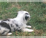 Small Photo #3 Australian Shepherd Puppy For Sale in GEORGETOWN, IL, USA