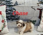 Small #7 Havanese