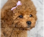 Puppy 3 Cavapoo-Poodle (Toy) Mix