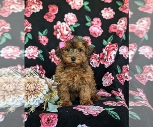 YorkiePoo Puppy for sale in LINCOLN UNIVERSITY, PA, USA