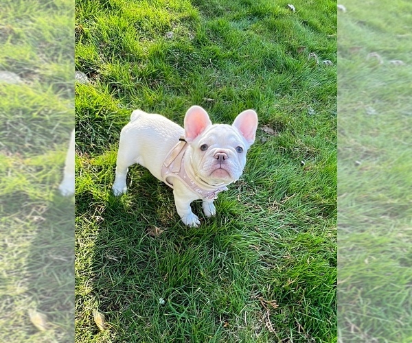 Medium Photo #4 French Bulldog Puppy For Sale in CARVER, OR, USA
