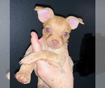 Small Photo #4 Chorkie Puppy For Sale in LA SIERRA, CA, USA