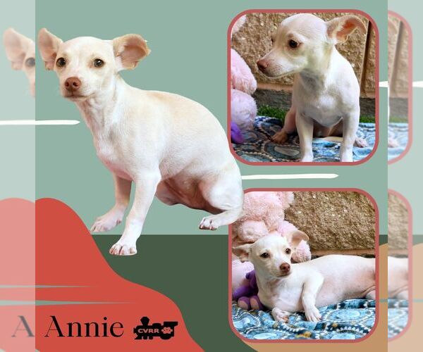 Medium Photo #1 Chihuahua-Unknown Mix Puppy For Sale in Lindsay, CA, USA