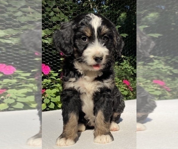 Medium Photo #1 Bernedoodle Puppy For Sale in WEST GROVE, PA, USA