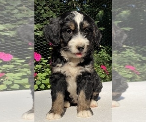 Bernedoodle Dog for Adoption in WEST GROVE, Pennsylvania USA