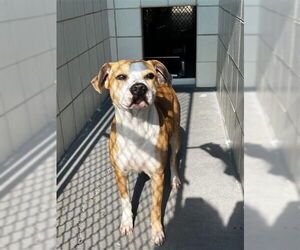 American Pit Bull Terrier-Unknown Mix Dogs for adoption in Corpus Christi, TX, USA