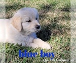 Small Photo #1 English Cream Golden Retriever Puppy For Sale in EL CAMPO, TX, USA