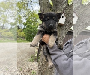 German Shepherd Dog Puppy for sale in FORT WAYNE, IN, USA