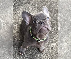 French Bulldog Puppy for sale in HOUSTON, TX, USA