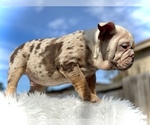 Small Photo #1 English Bulldog Puppy For Sale in SUGAR LAND, TX, USA