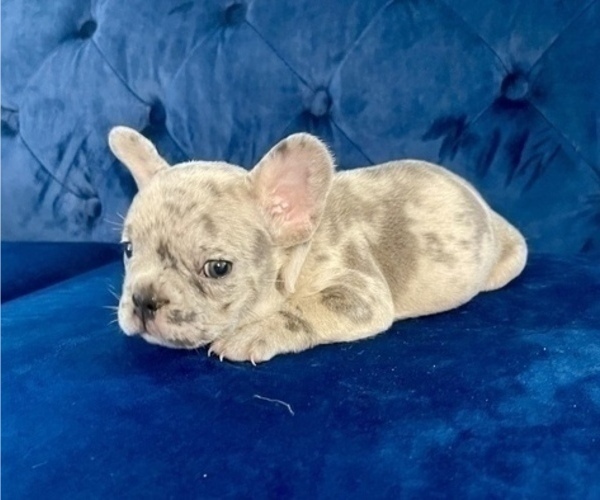 Medium Photo #23 French Bulldog Puppy For Sale in SANTA BARBARA, CA, USA
