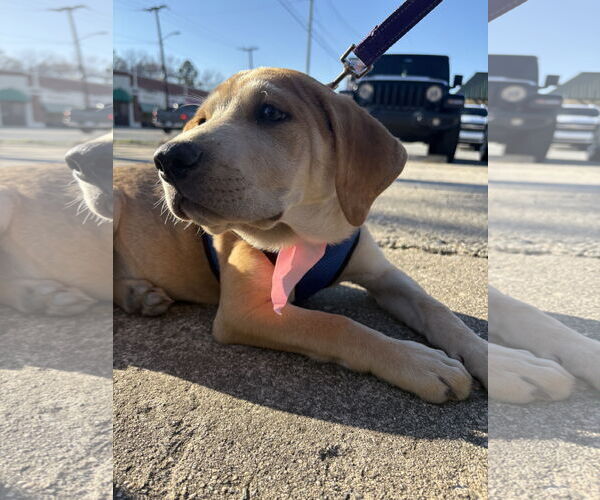 Medium Photo #15 Retriever -Unknown Mix Puppy For Sale in Holly Springs, NC, USA