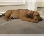 Small Photo #21 Rhodesian Ridgeback Puppy For Sale in KELLER, TX, USA