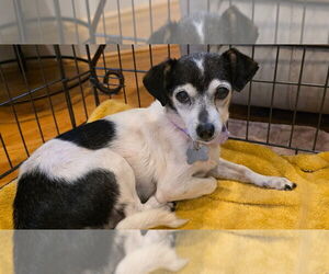 Chihuahua-Unknown Mix Dogs for adoption in Mooresville, NC, USA