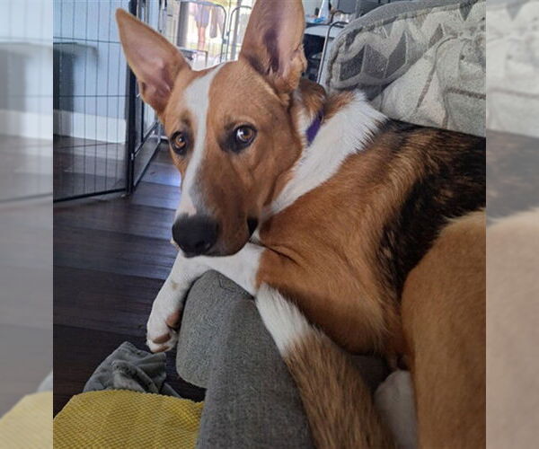 Medium Photo #2 German Shepherd Dog-Unknown Mix Puppy For Sale in Las Vegas, NV, USA