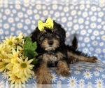Small Photo #7 Poodle (Miniature)-Shorkie Tzu Mix Puppy For Sale in KIRKWOOD, PA, USA
