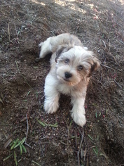 Havanese Puppy for sale in LAKESIDE, CA, USA
