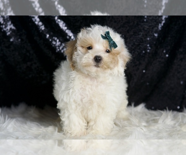 Medium Photo #3 Poodle (Miniature) Puppy For Sale in WARSAW, IN, USA