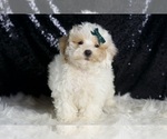Small #2 Poodle (Miniature)