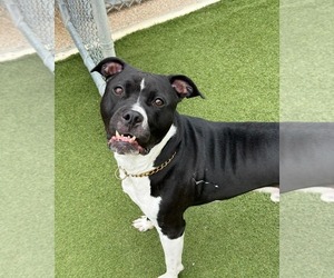 American Pit Bull Terrier-American Staffordshire Terrier Mix Dogs for adoption in Holly Springs, NC, USA