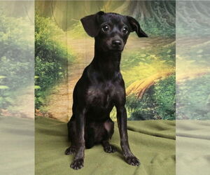 Cairn Terrier-Miniature Pinscher Mix Dogs for adoption in Lakewood, CO, USA