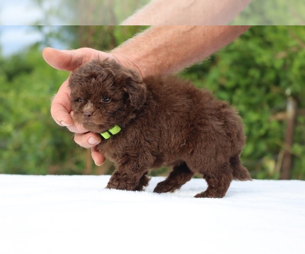 Medium Photo #15 ShihPoo Puppy For Sale in DYERSBURG, TN, USA