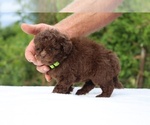 Small #14 ShihPoo