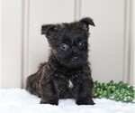 Small Photo #1 Cairn Terrier Puppy For Sale in FREDERICKSBG, OH, USA